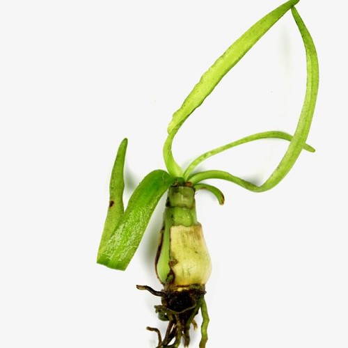 Crinum thaianum - Thailand Wasserlilie knolle